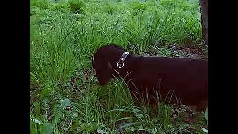 Чем кормить таксу