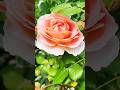 @Yarinka  Rose garden  #roses #flowers #blossoms #garden #shorts