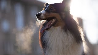 Grooming Tips for Shetland Sheepdogs with Sensitive Skin