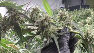 RDWC - Current Culture H20 - Week 11 of Flowering Tangieland Marijuana Grow