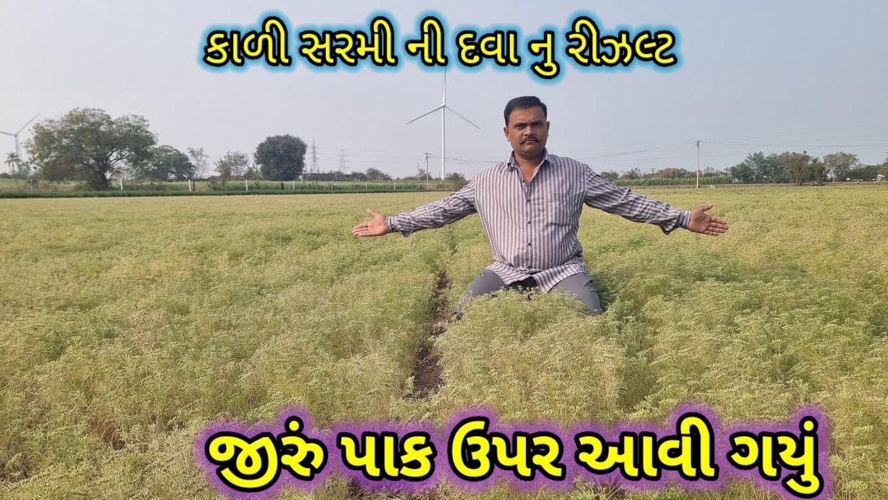 Jiru ma 100 % rijalt aapti dva ni mahiti જીરું પાક ઉપર આવી ગયું