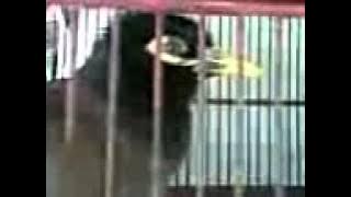 Burung Jalak Penyu Pintar Gacor