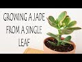 How To Grow A Jade Plant From Single Leaf