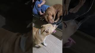 My Super Happy Dogs | Funny Dogs Videos #hewiepitbull