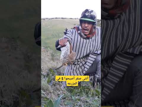 حصيله اليوم أنتى صقر بوعميره واصبحوا خمسه في مزرعه نبيل لعشاق الطيور