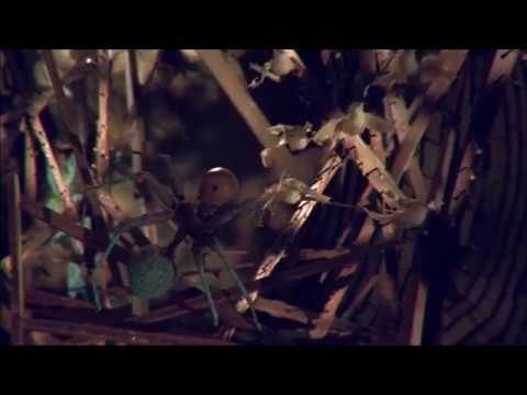 Watch The Third Eye Foundation - Do the Crawl on YouTube Watch The Third Eye Foundation - Do the Crawl on YouTube