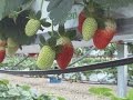 CULTIVO DE FRESAS EN LANA DE ROCA