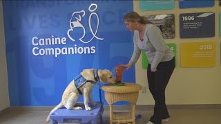 Medical school & training for resident canine therapy dogs | Working Fur Kids