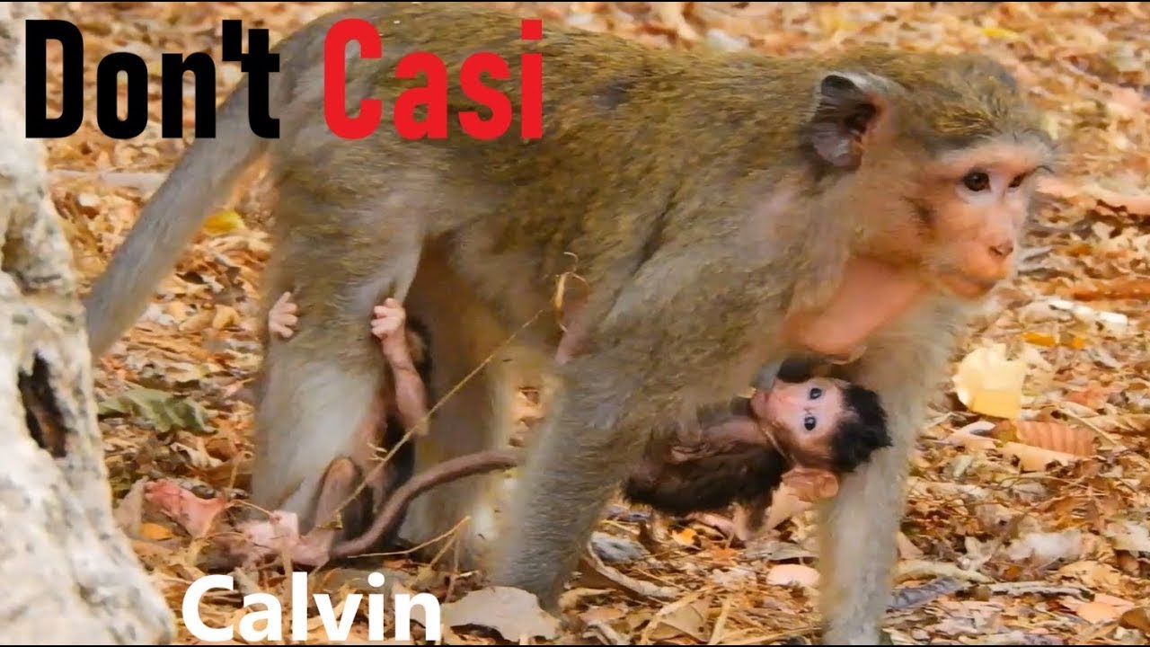 Пытаясь спасти брошенного малыша Кэлвина от мамы Каси, но не могу подобраться, он хочет укусить