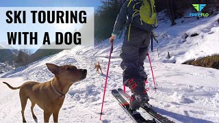 SKI TOURING with your Dog | HOW TO Ski Tour With Your Dog | 5 Tips