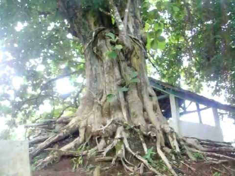  pohon  jati  tertua di dunia YouTube