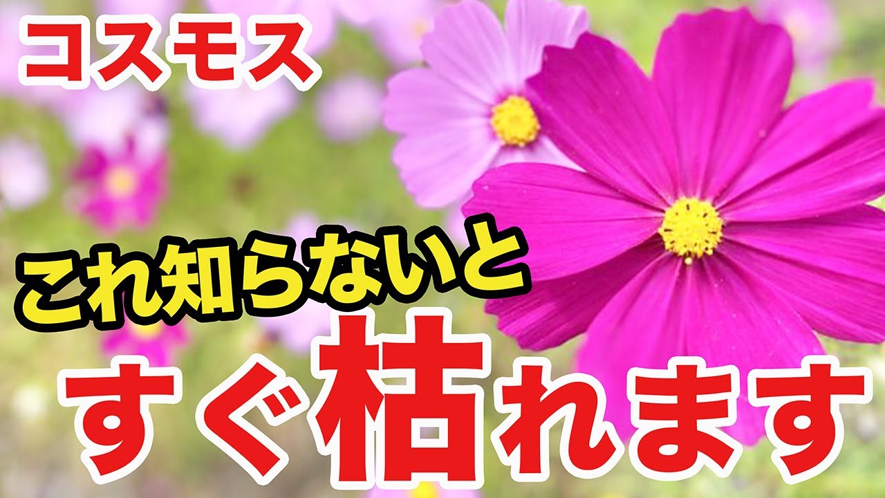 Gardening] Enjoy autumn cherry blossoms at home! Tips for growing