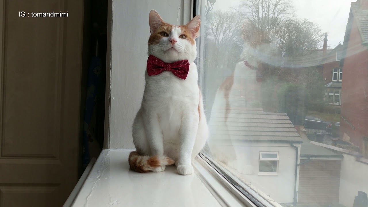 games people play Cat Shows Off New Bow Tie | 4K