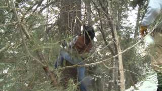 Catching Cougars in Utah