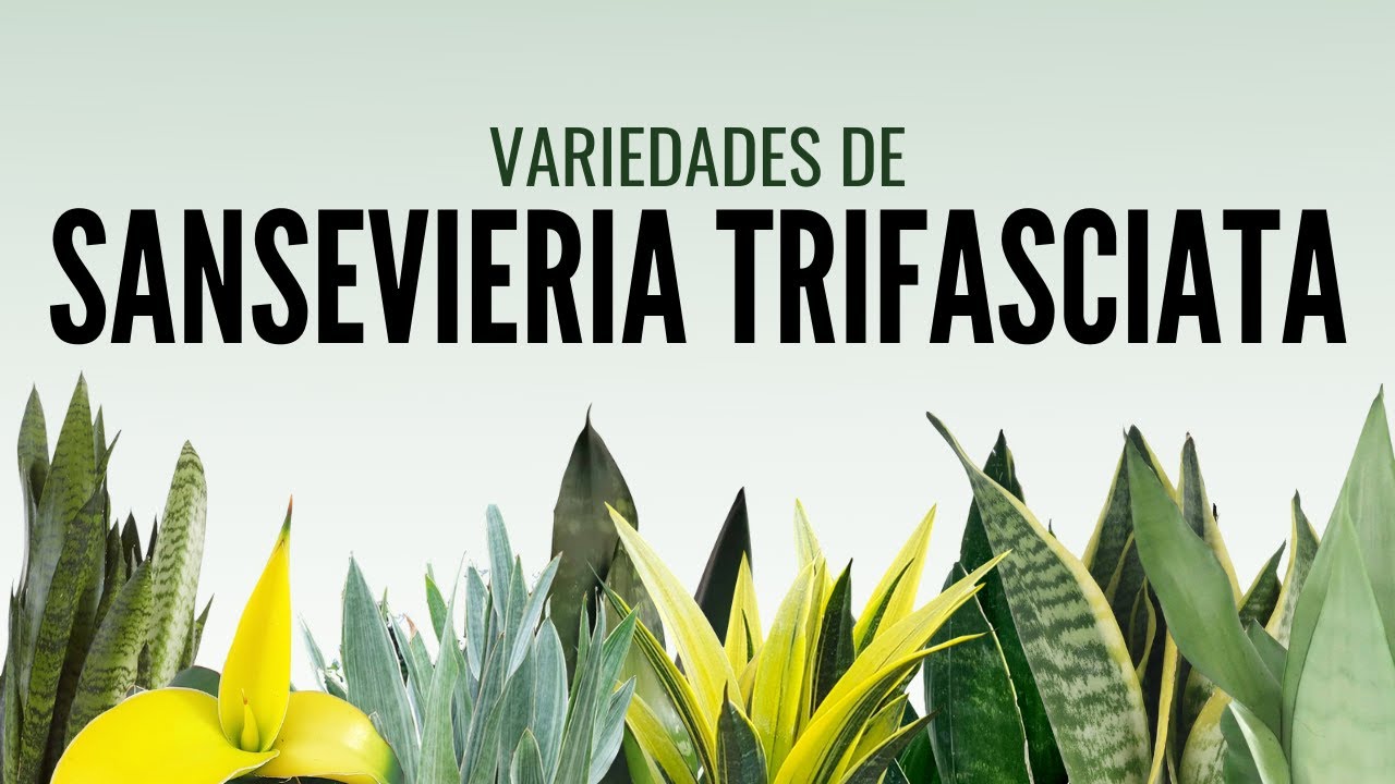 croton iceton wunderstrauch Wunderstrauch 'Mrs. Iceton' - Codiaeum variegatum mrs. iceton