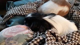 Dreaming Japanese Chin by Teg'dirb 12 views 4 years ago 31 seconds