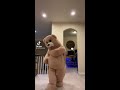 teddy bear dancing in ticktok