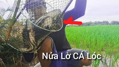 Cách tôi Đặc Lờ cá Lóc tự nhiên kếm tiền trịu mỗi ngày 