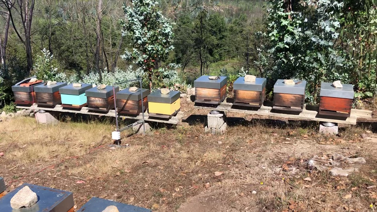 Ataque vespa asiática 1 dia após a instalação da Harpa