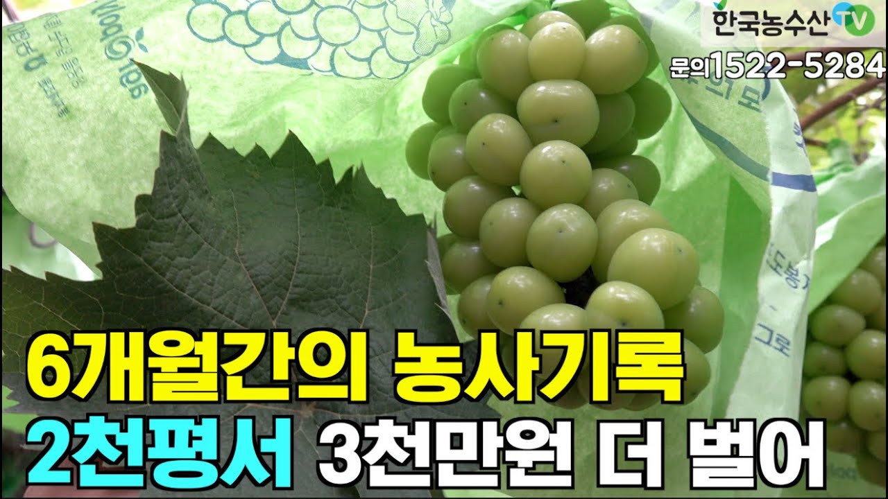 [한국농수산TV] 6개월의 변화, 우리 포도가 달라 졌어요!! 충남 입장