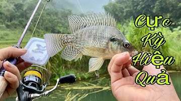 Câu Lure Cá Rô Phi Bằng Mồi Bọ Cực Kỳ Hiệu Quả, Bạn Nên Biết - Hạnh Fishing
