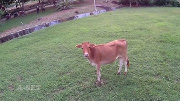 Amazing Drone video of IIT Guwahati