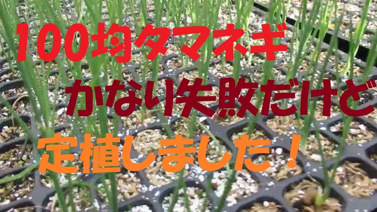 タマネギの種まき セルトレイ Youtube タマネギの種まき セルトレイ Youtube