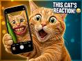 Funny Cat Video 😂😂😹😹