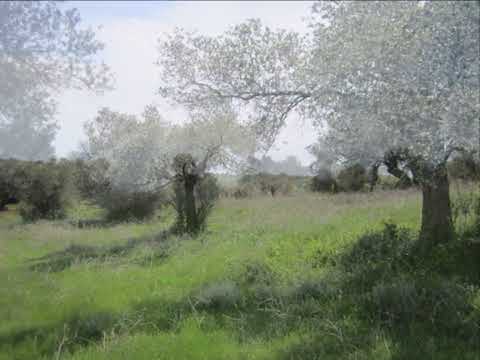 HP2769 5 DONUM LAND MEHMETCIK