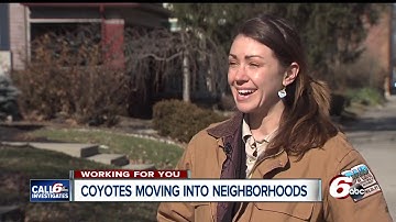 Coyote sightings on the rise: How to keep keep your pets safe and make your home less attractive