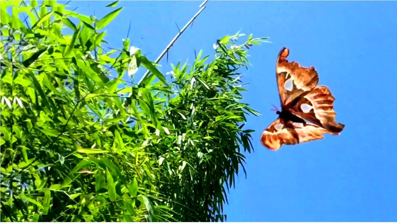 Butterfly Rescue Monarch butterfly rescue forest. Protect wild animals - YouTube