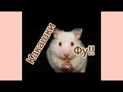 Почему хомяки едят свои какашки 💩!!!!!