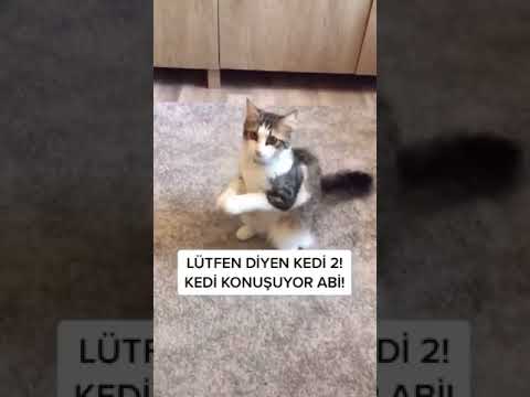 Lütfen Diyen Kedi - ÇOK AKILLI 😡