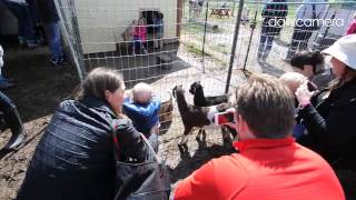 Video; Baby Goat Shower at #mountainflowerdairy in #Boulder.