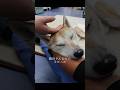 老犬が愛護センターに運ばれたら…【佐世保市動物愛護センター】 #保護犬 #家族 #犬