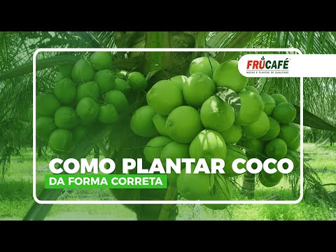 Vídeo: Cocona Fruit Info: Dicas sobre como cultivar frutas de coco no jardim