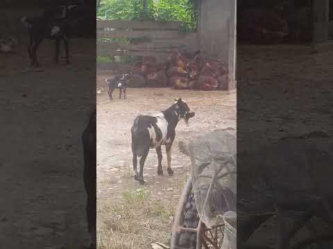 Berita terkini #buletininews #short