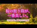 逆光が描く、葉桜という名の絶景。満開を過ぎてから始まる「光の物語」