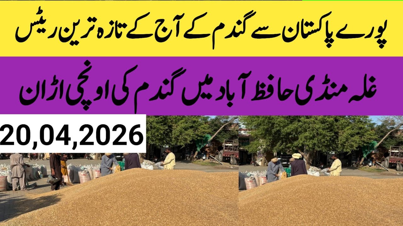 Wheat price today in Galla mandi hafizbad.wheat rate today#subscribe # ...