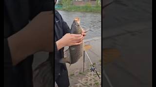 Сазан в астане 20.05.2024 #fishing #fishingvideo #рыбалка #лайк #carpfishing #carp #врек #fish #карп