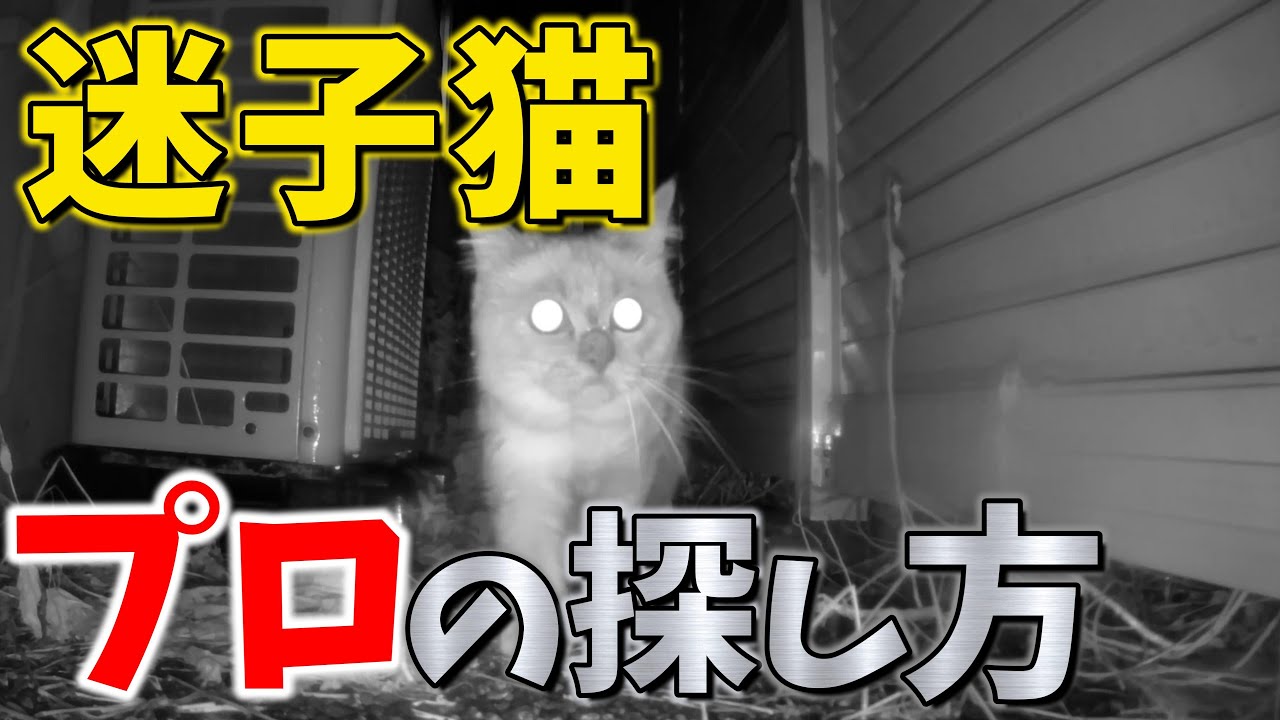 【ペット探偵】迷子猫アニス君の見つけ方、プロの捜索方法とは　#ペット探偵＃迷子猫