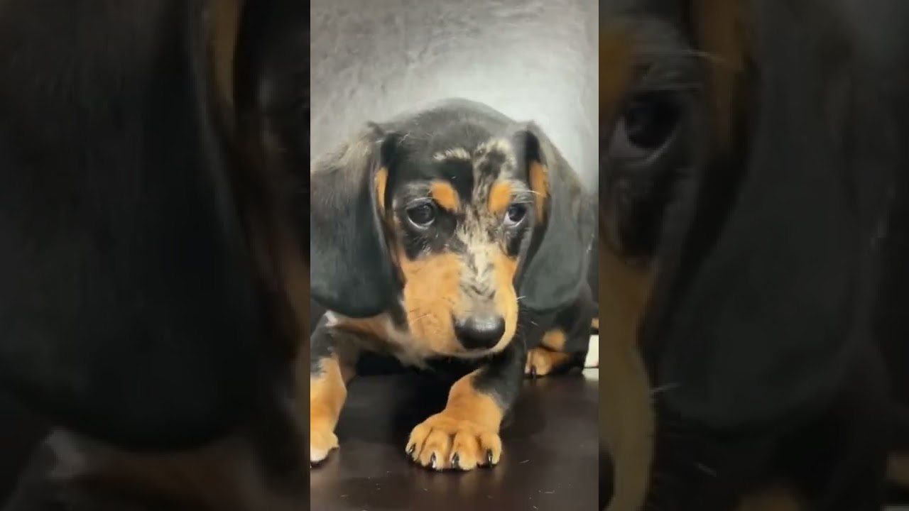 The Charismatic Personality of the Mini Dachshund Puppy