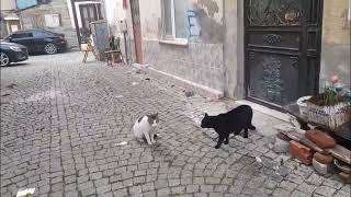 Kedi Kavgası.kavgacı Kediler Karşılaşmasışfet