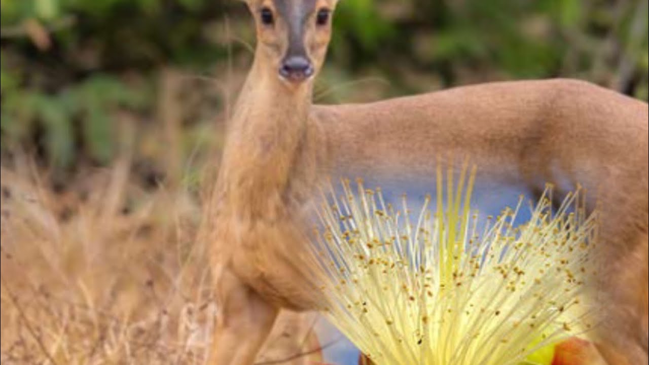 Veado 🦌 De Dia Na Flor Do Pequiseiro