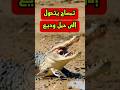 تمساح يتحول الى حمل وديع