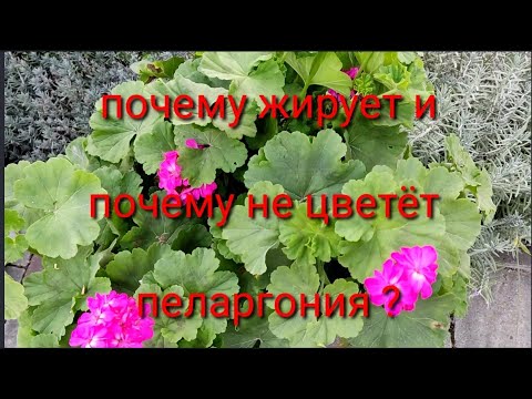 Почему не цветёт