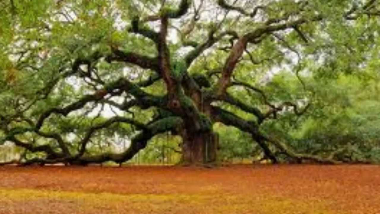 "The Oak" by Alfred Lord Tennyson, recited by The Wordman YouTube