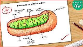 Mitochondria Diagram Drawing || easy way || Science project chart poster