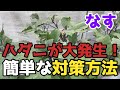 【なす】放置したら全滅します！ハダニが発生した場合の簡単な対策方法【家庭菜園】