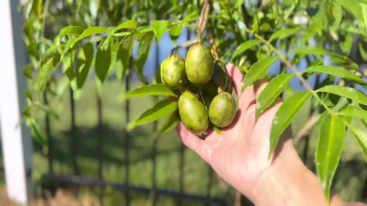 June plum tree is loaded with fruits